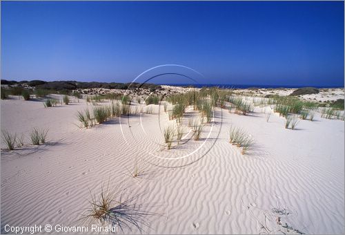 EGYPT - Marsa Matrouh - dune di sabbia presso i Bagni di Cleopatra, tratto di costa ovest della citt