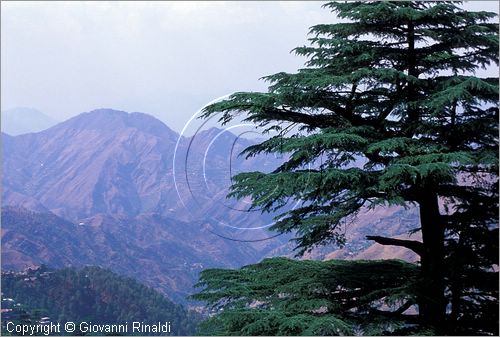 INDIA (HIMACHAL PRADESH) - SHIMLA - veduta del panorama di fronte al borgo