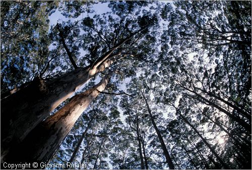 AUSTRALIA OCCIDENTALE - Margaret River - la foresta lungo la strada dei vini a sud verso Augusta