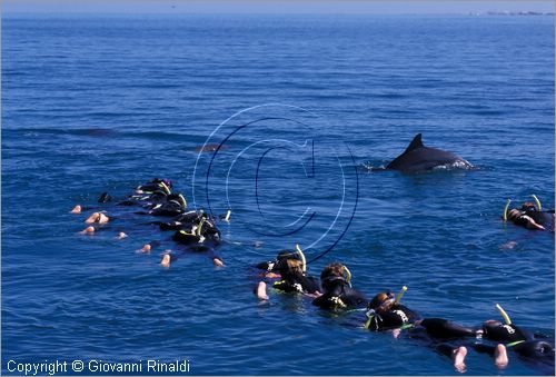 AUSTRALIA OCCIDENTALE - Rockingham - osservazione dei delfini in libert