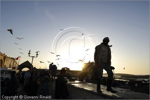 MAROCCO - MAROC - MOROCCO - ESSAOUIRA - la zona presso il porto dove gli uomini puliscono il pesce tra il volo dei gabbiani al tramonto