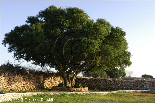 MAROCCO - MAROC - MOROCCO - (ESSAOUIRA) - albero di argan