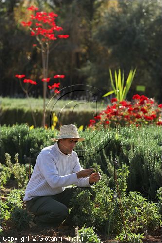 MAROCCO - MAROC - MOROCCO - (MARRAKECH) - Nectarome - Giardino Bioaromatico d'Ourika (www.nectarome.com)