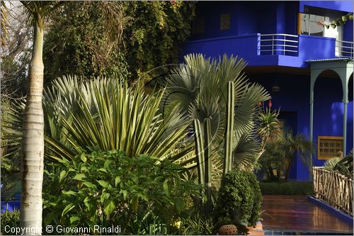 MAROCCO - MAROC - MOROCCO - MARRAKECH - Jardin Majorelle (www.jardinmajorelle.com)