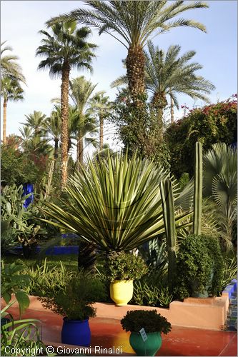 MAROCCO - MAROC - MOROCCO - MARRAKECH - Jardin Majorelle (www.jardinmajorelle.com)