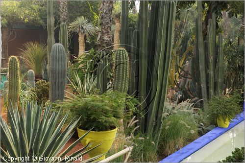 MAROCCO - MAROC - MOROCCO - MARRAKECH - Jardin Majorelle (www.jardinmajorelle.com)