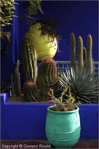 MAROCCO - MAROC - MOROCCO - MARRAKECH - Jardin Majorelle (www.jardinmajorelle.com)