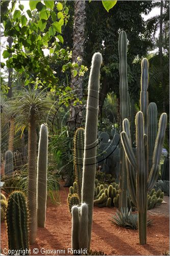 MAROCCO - MAROC - MOROCCO - MARRAKECH - Jardin Majorelle (www.jardinmajorelle.com)