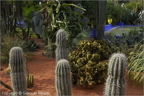 MAROCCO - MAROC - MOROCCO - MARRAKECH - Jardin Majorelle (www.jardinmajorelle.com)