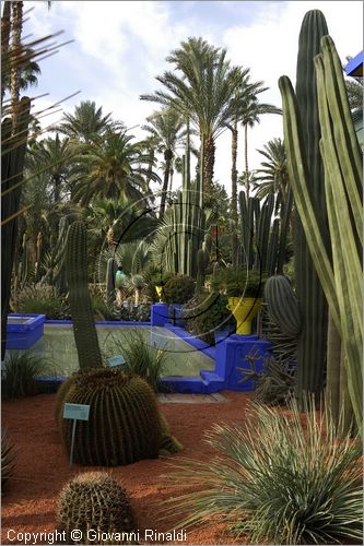 MAROCCO - MAROC - MOROCCO - MARRAKECH - Jardin Majorelle (www.jardinmajorelle.com)