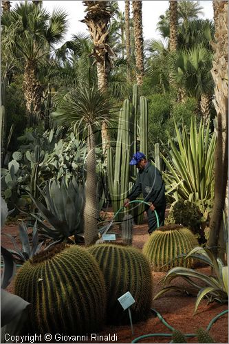 MAROCCO - MAROC - MOROCCO - MARRAKECH - Jardin Majorelle (www.jardinmajorelle.com)