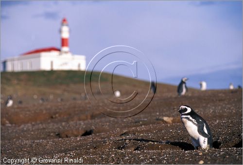 CILE - CHILE - Patagonia - Stretto di Magellano - Parco Naturale dell'Isola Magdalena presso Punta Arenas - Pinguini di Magellano