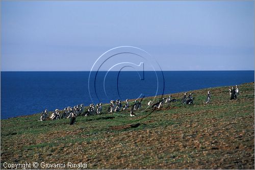 CILE - CHILE - Patagonia - Stretto di Magellano - Parco Naturale dell'Isola Magdalena presso Punta Arenas - Pinguini di Magellano