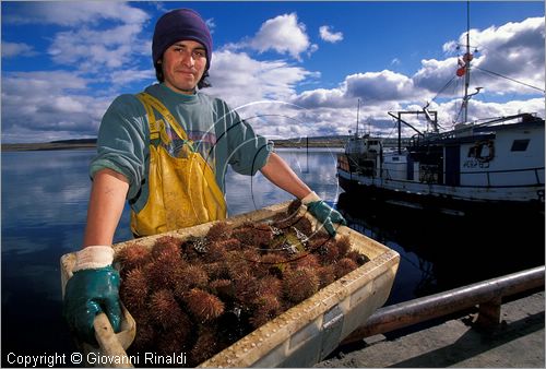 CILE - CHILE - Patagonia - Puerto Natales - Porto peschereccio - lo scarico dei ricci