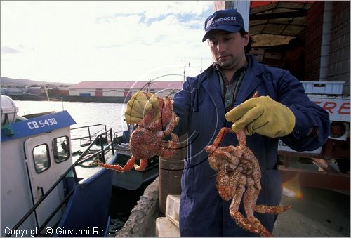 CILE - CHILE - Patagonia - Stretto di Maggellano - Punta Arenas - il porto peschereccio e la pesca della centolla