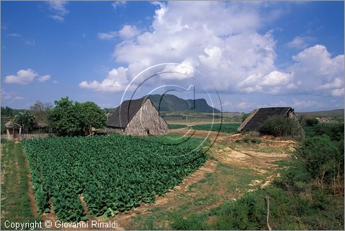 CUBA - (Pinar del Rio) - piantagioni di tabacco nella zona tra San Luis e San Juan y Martinez