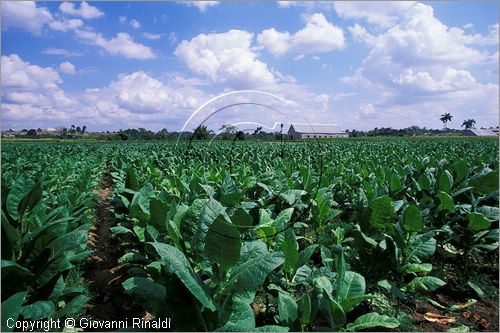 CUBA - (Pinar del Rio) - piantagioni di tabacco nella zona tra San Luis e San Juan y Martinez