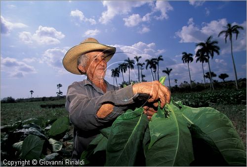 CUBA - (Pinar del Rio) - piantagioni di tabacco nella zona tra San Luis e San Juan y Martinez - raccolta delle grandi foglie di tabacco