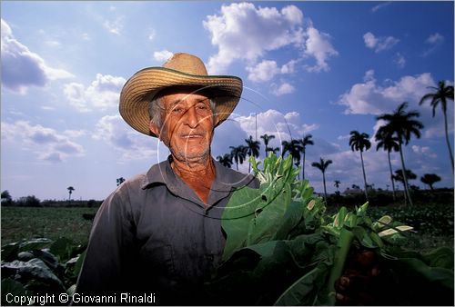 CUBA - (Pinar del Rio) - piantagioni di tabacco nella zona tra San Luis e San Juan y Martinez - raccolta delle grandi foglie di tabacco