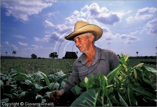 CUBA - (Pinar del Rio) - piantagioni di tabacco nella zona tra San Luis e San Juan y Martinez - raccolta delle grandi foglie di tabacco