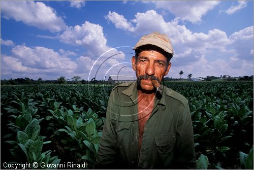 CUBA - (Pinar del Rio) - piantagioni di tabacco nella zona tra San Luis e San Juan y Martinez