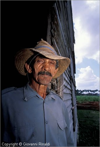 CUBA - (Pinar del Rio) - in un casone per l'essiccazione delle foglie di tabacco tra le piantagioni nella zona tra San Luis e San Juan y Martinez, dove si produce il miglior tabacco dell'isola - tutta la popolazione che vive in questa zona  coinvolta nella lavorazione dei sigari