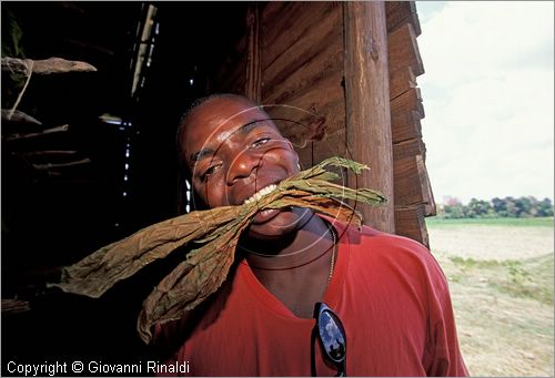 CUBA - (Pinar del Rio) - in un casone per l'essiccazione delle foglie di tabacco tra le piantagioni nella zona tra San Luis e San Juan y Martinez, dove si produce il miglior tabacco dell'isola - tutta la popolazione che vive in questa zona  coinvolta nella lavorazione dei sigari