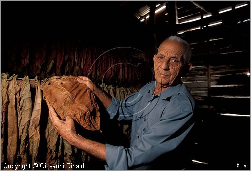 CUBA - (Pinar del Rio) - Alejandro Robaina mostra le foglie migliori per la produzione dei sigari nella sua azienda in mezzo alle  piantagioni di tabacco nella zona tra San Luis e San Juan y Martinez, dove si produce il miglior tabacco dell'isola e del mondo