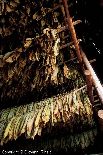 CUBA - (Pinar del Rio) - in un casone per l'essiccazione delle foglie di tabacco tra le piantagioni nella zona tra San Luis e San Juan y Martinez, dove si produce il miglior tabacco dell'isola - tutta la popolazione che vive in questa zona  coinvolta nella lavorazione dei sigari