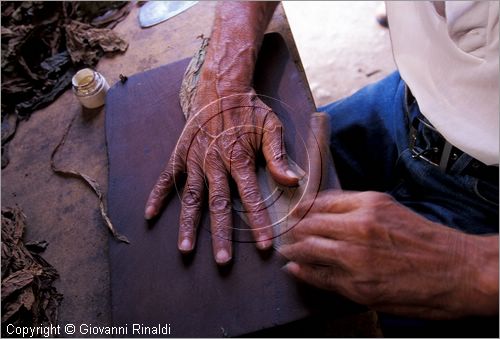 CUBA - (Pinar del Rio) - produzione di sigari a mano nell'azienda di Alejandro Robaina nella zona tra San Luis e San Juan y Martinez, dove si produce il miglior tabacco dell'isola e del mondo