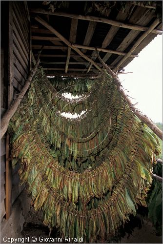 CUBA - (Pinar del Rio) - in un casone per l'essiccazione delle foglie di tabacco tra le piantagioni nella zona tra San Luis e San Juan y Martinez, dove si produce il miglior tabacco dell'isola - tutta la popolazione che vive in questa zona  coinvolta nella lavorazione dei sigari