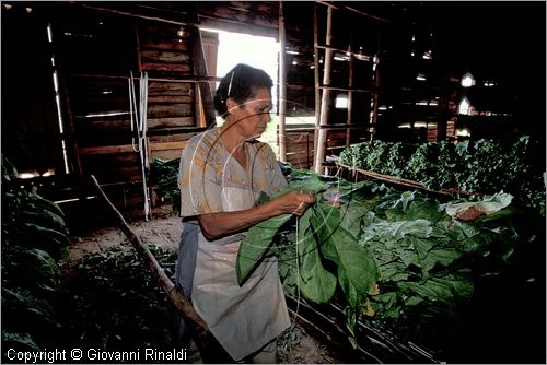 CUBA - (Pinar del Rio) - in un casone per l'essiccazione delle foglie di tabacco tra le piantagioni nella zona tra San Luis e San Juan y Martinez, dove si produce il miglior tabacco dell'isola - tutta la popolazione che vive in questa zona  coinvolta nella lavorazione dei sigari