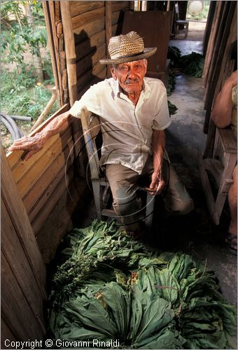 CUBA - (Pinar del Rio) - in una casa tra le piantagioni nella zona tra San Luis e San Juan y Martinez, dove si produce il miglior tabacco dell'isola - tutta la popolazione che vive in questa zona  coinvolta nella lavorazione dei sigari