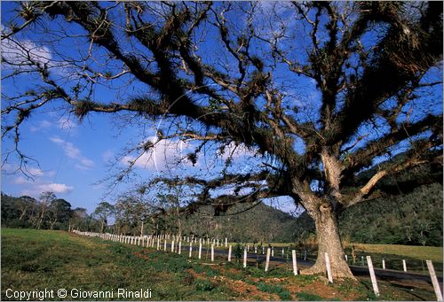 CUBA - (Vinales) - paesaggio