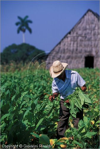 CUBA - (Vinales) - piantagioni di tabacco sulla strada per Pinar del Rio