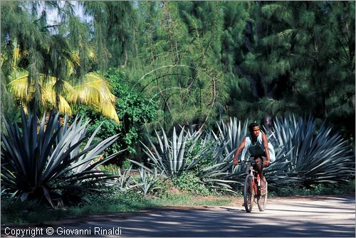 LA REUNION (Indian Ocean) - St.Gilles-Les-Bains sulla costa occidentale - passeggiata in bicicletta a Les Filaos