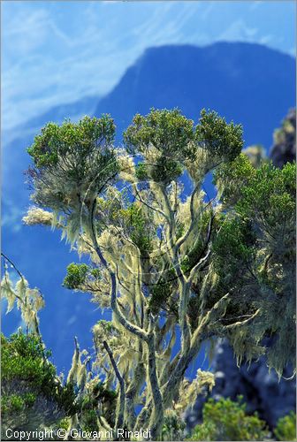 LA REUNION (Indian Ocean) - Piton Maido (2190 mt.)