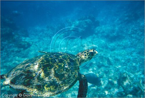 SEYCHELLES (Indian Ocean) - La Digue Island