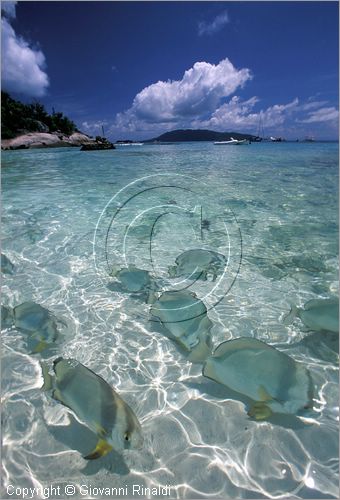 SEYCHELLES (Indian Ocean) - (La Digue Island) - Grand Soeur Island