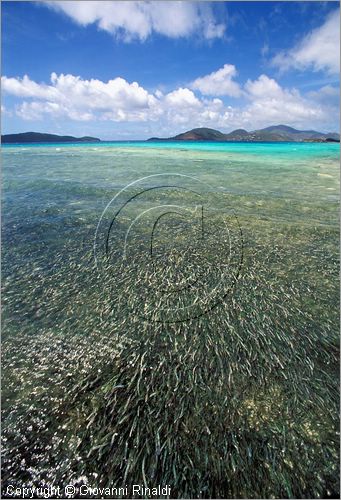 CARAIBI - ISOLE VERGINI AMERICANE - ISOLA DI ST.JOHN - Leinster Bay