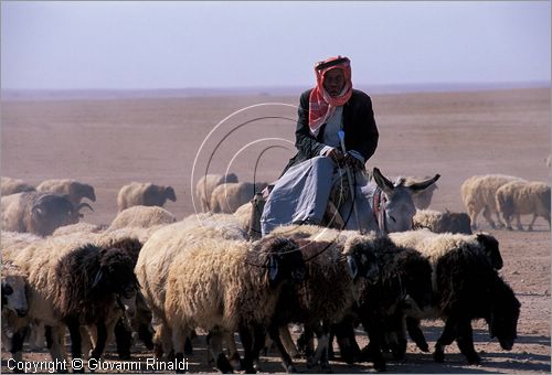 SYRIA - un pastore trasporta le greggi nel deserto tra la valle dell'Eufrate e Palmira