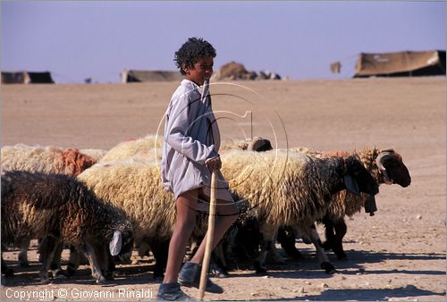 SYRIA - un bambino pastore trasporta le greggi nel deserto tra la valle dell'Eufrate e Palmira