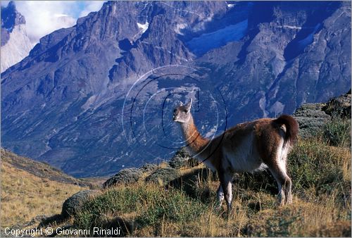 CILE - CHILE - PATAGONIA - Parco Nazionale Torres del Paine - guanaco alle pendici meridionali del gruppo del Paine