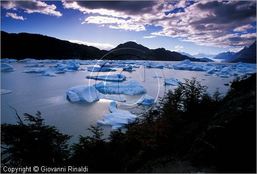 CILE - CHILE - PATAGONIA - Parco Nazionale Torres del Paine - Lago Grey con i ghiacci galleggianti che si staccano dal ghiacciao Grey (Campo de Hielo Sur)