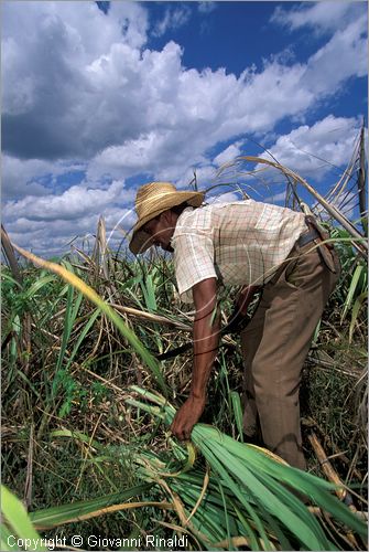 CUBA - (Camaguey) - raccolta della canna da zucchero nella pianura settentrionale