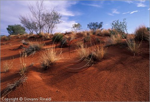 AUSTRALIA CENTRALE - Watarrka National Park - paesaggio con la sabbia rossa