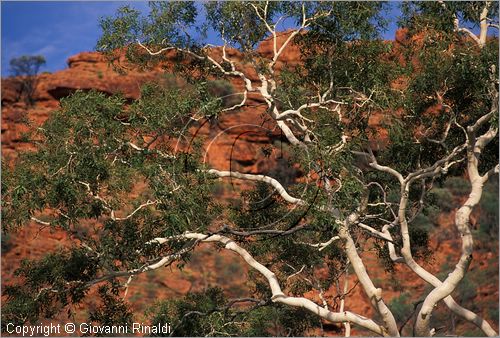 AUSTRALIA CENTRALE - Watarrka National Park - paesaggio presso il Kings Canyon - gli alberi con il tronco bianco fanno da contrasto alle rocce rosse