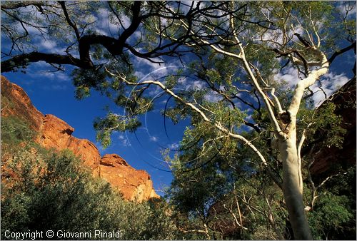 AUSTRALIA CENTRALE - Watarrka National Park - paesaggio del Kings Creek all'interno del Kings Canyon - gli alberi di eucalipto dal tronco bianco fanno da contrasto alle rocce rosse intorno