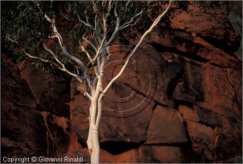 AUSTRALIA CENTRALE - Watarrka National Park - paesaggio del Kings Creek all'interno del Kings Canyon - gli alberi di eucalipto dal tronco bianco fanno da contrasto alle rocce rosse intorno