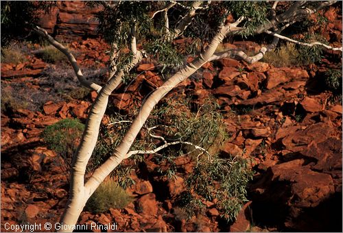 AUSTRALIA CENTRALE - Watarrka National Park - paesaggio del Kings Creek all'interno del Kings Canyon - gli alberi di eucalipto dal tronco bianco fanno da contrasto alle rocce rosse intorno